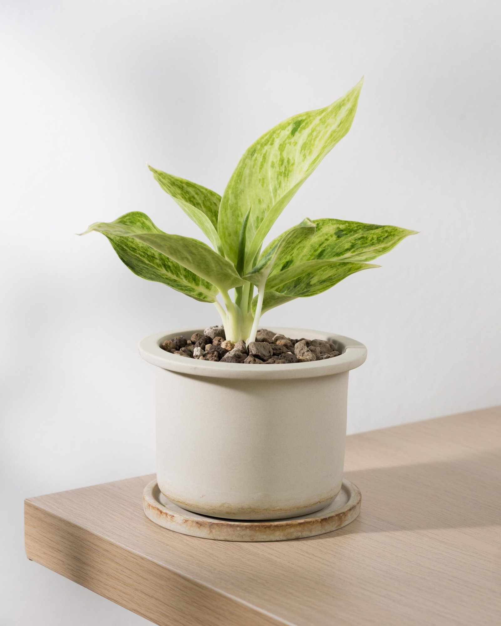 Venta de Plantas y Macetas